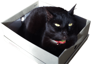 photo de stock pour cette brève