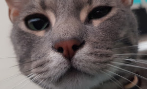 photo de stock pour cette brève