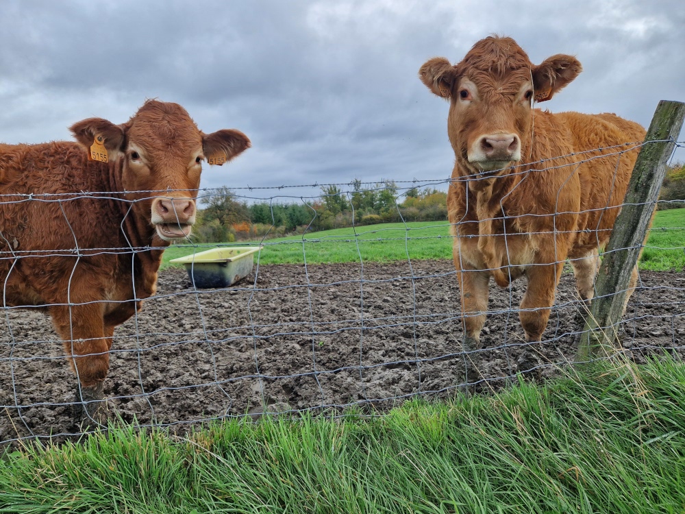 Deux vaches qui regardent la camera