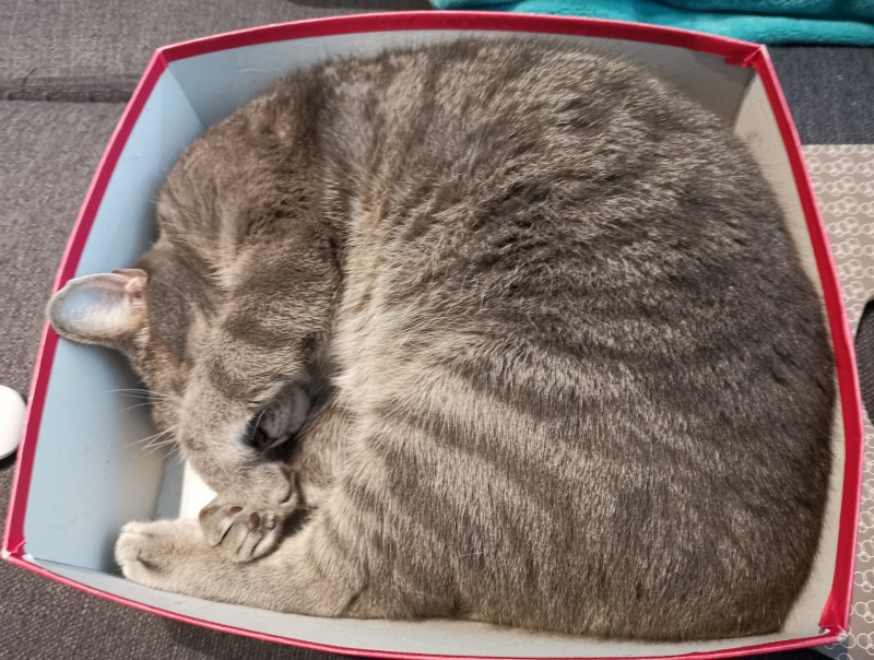 Mon chat qui dort dans une boite